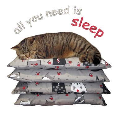 Kedi minderleri yığını üzerinde uyuyor. İhtiyacın olan tek şey uyku. Beyaz arka plan.