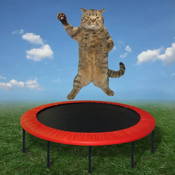 The big cat is jumping on a red trampoline in a meadow.
