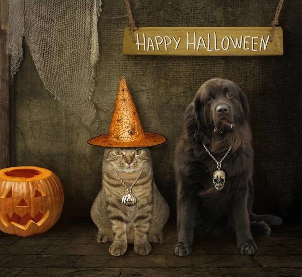 Gato Sombrero Bruja Con Perro Está Granero Feliz Halloween — Foto de Stock
