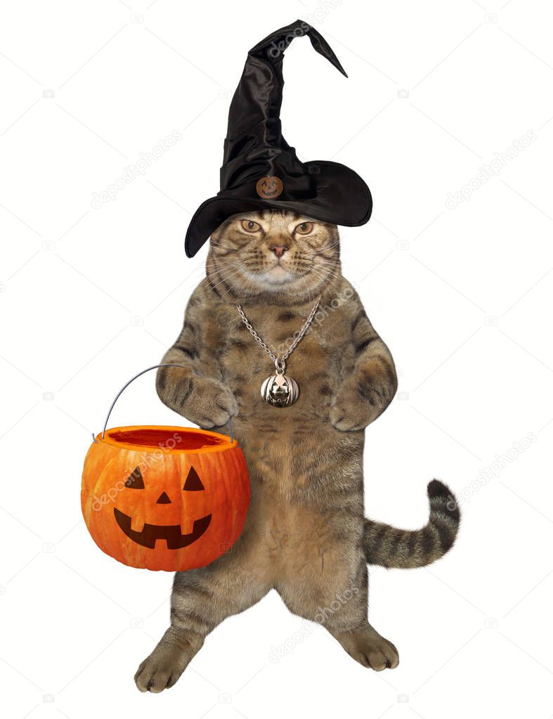 The cat in a witch hat holds an empty pumpkin basket. Trick or treat.
