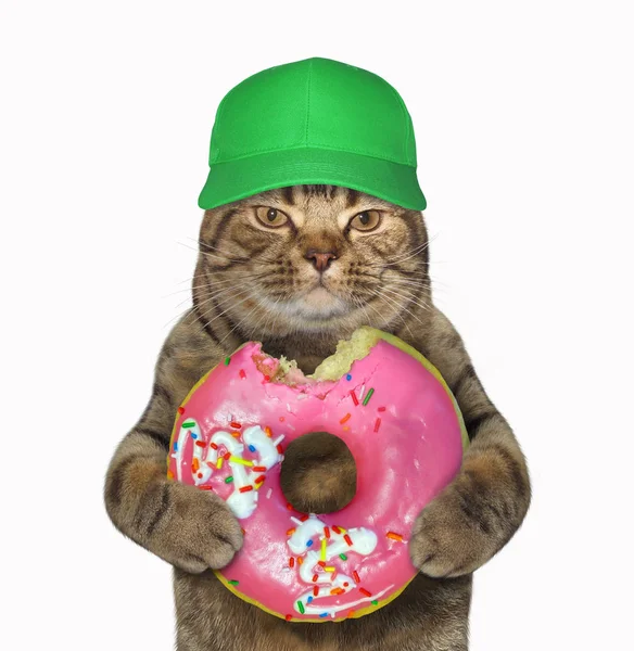 Γάτα Ένα Πράσινο Καπάκι Κατέχει Ένα Μεγάλο Ροζ Δαγκωμένο Ντόνατ — Φωτογραφία Αρχείου