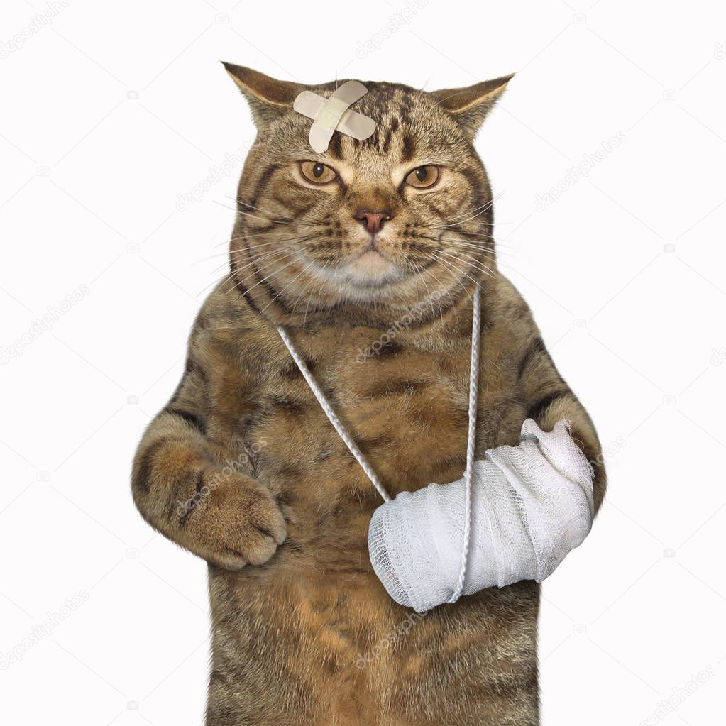 The cat with the broken leg and the injured head. White background.