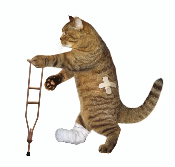 Kırık bacak ile kedi koltuk değneği kullanır. Beyaz arka plan.