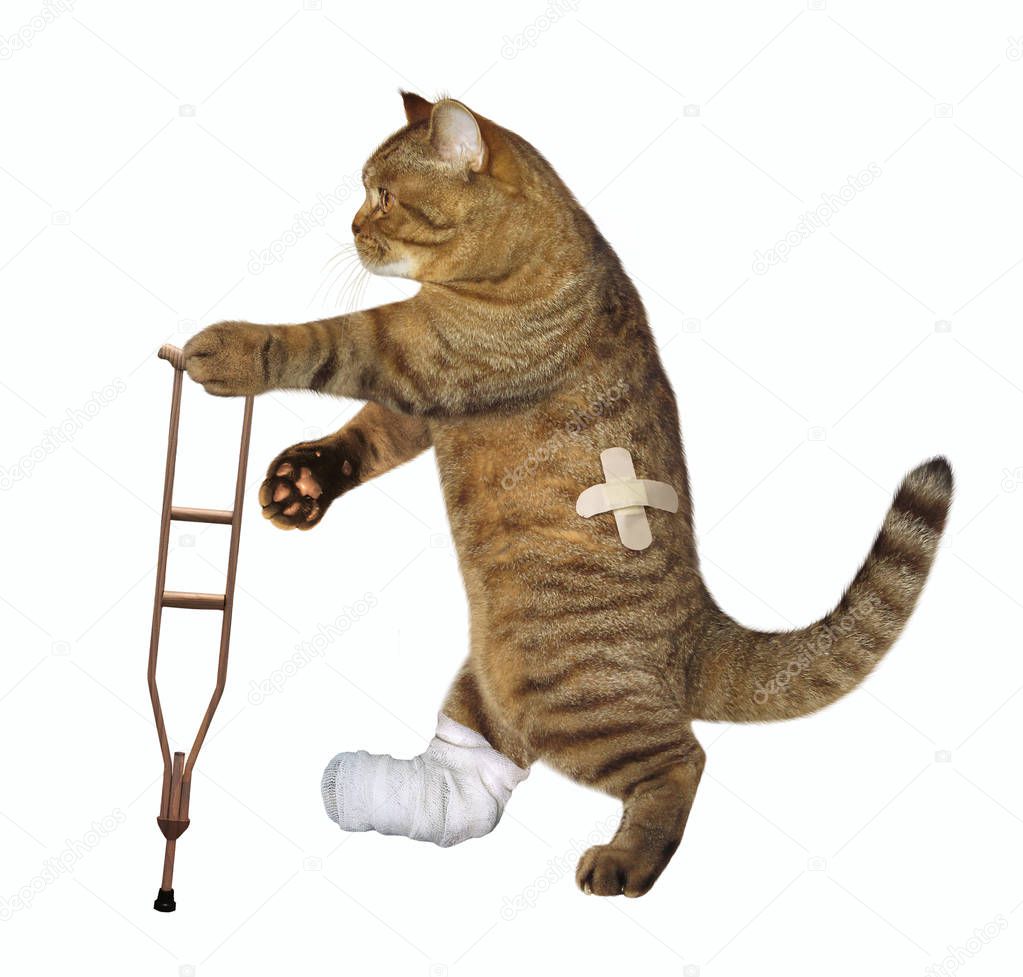 The cat with the broken leg uses the crutch. White background.