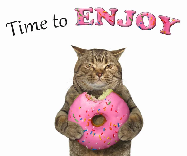 Cat Eats Pink Doughnut Time Enjoy White Background — Stock Photo, Image