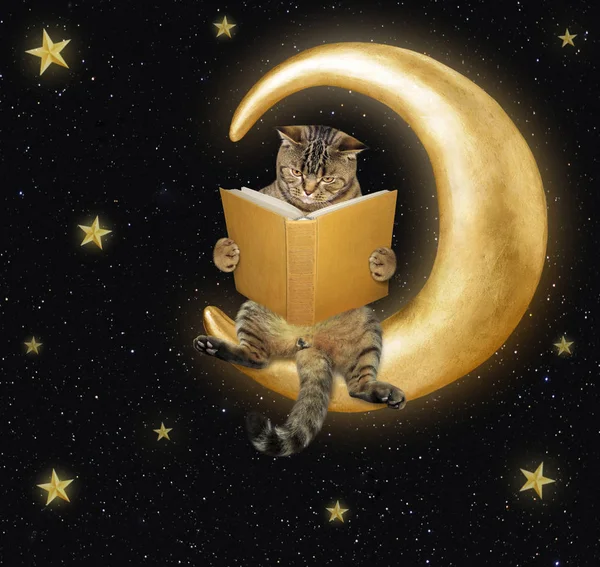 Gato Inteligente Está Lendo Livro Lua — Fotografia de Stock