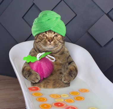 Başının etrafında bir havlu ile kedi süt banyosu taze meyve ile alır.
