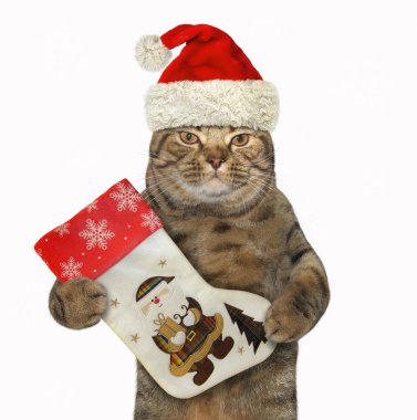 Noel Baba şapkalı kedi büyük bir Noel önyükleme tutar. Beyaz arka plan.