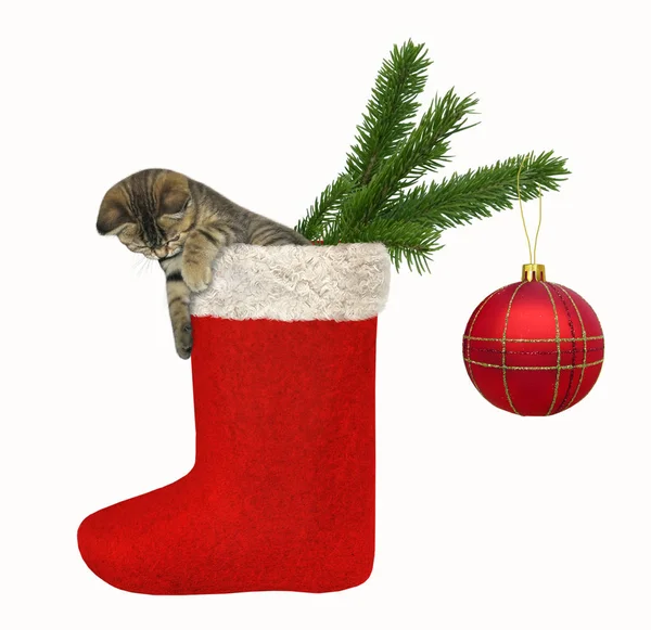 Gatinho Engraçado Está Uma Grande Bota Natal Fundo Branco — Fotografia de Stock