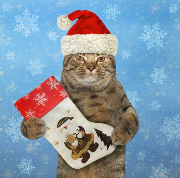 Noel Baba Şapkalı Kedi Büyük Bir Noel Önyükleme Tutar Kar — Stok fotoğraf