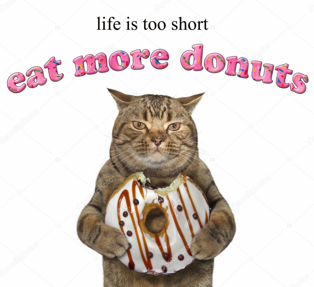 The cat holds a chocolate bitten doughnut. Life is too short. Eat more donuts. White background.