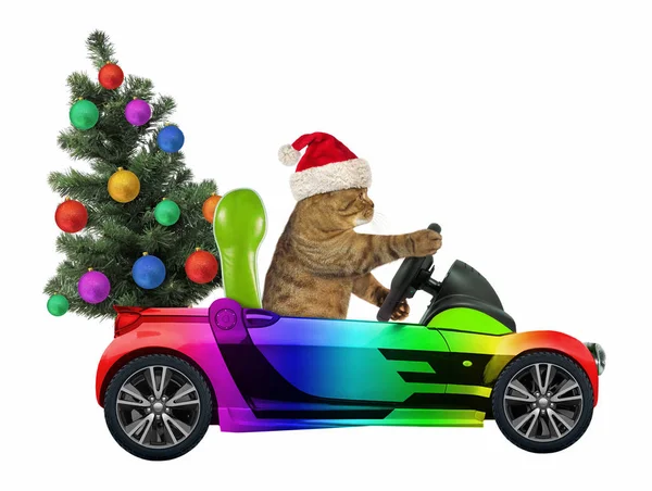 Gato Chapéu Papai Noel Carrega Uma Árvore Natal Carro Arco — Fotografia de Stock