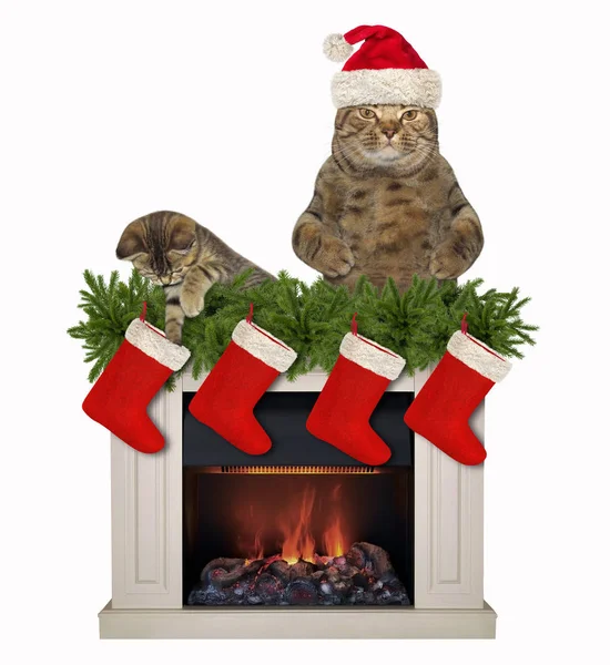 Die Katze Weihnachtsmann Hut Und Ein Kätzchen Stehen Hinter Dem — Stockfoto