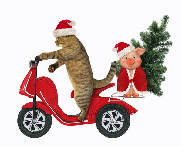 Gato Sombrero Santa Claus Monta Ciclomotor Con Árbol Navidad Cerdo —  Fotos de Stock