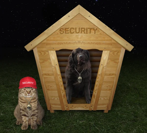 The big black dog is in the wooden security booth. The cat in a red hat is next to it.