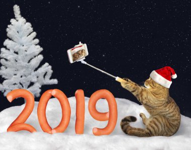 Selfie sosis kış ormanın içinde kar üzerinde yapılan numarası 2019 yakınındaki bir Noel Baba şapkalı kedi yapar.