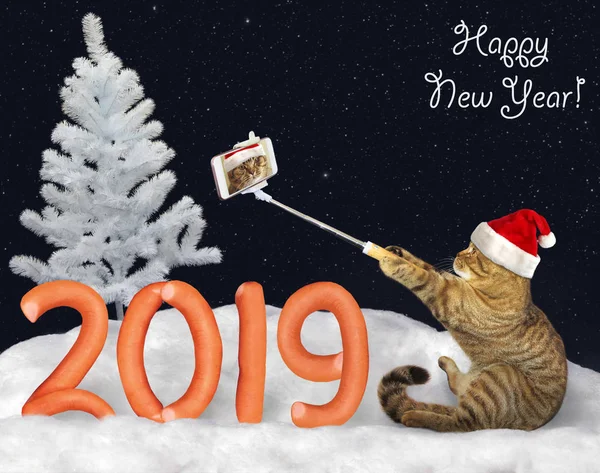 Noel Baba şapkalı kedi sosis kış ormanın içinde kar üzerinde yapılan numarası 2019 yakınındaki selfie yapar. Yeni Yılınız Kutlu Olsun.