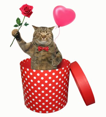 Silindirik kırmızı benekli hediye kutusu içinde bir papyon bir gül ve bir balon içinde kedidir. Beyaz arka plan.
