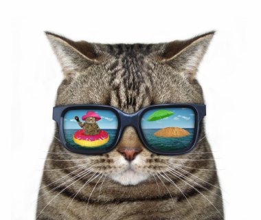 Serin kedi güneş gözlüğü takıyor. Onlara komik yansıma olduğunu. Beyaz arka plan.