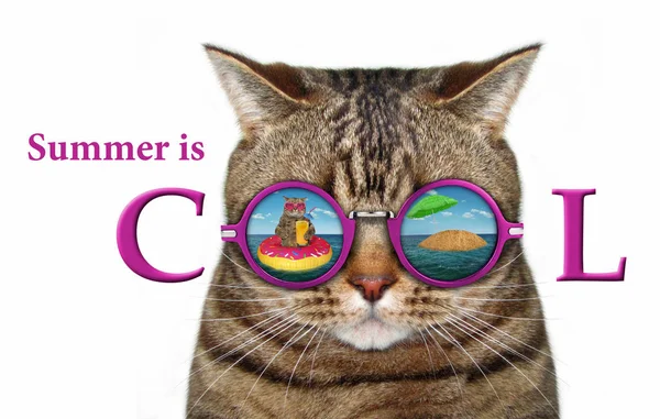 Kot Nosi Okulary Przeciwsłoneczne Rundy Mają Funny Odbicie Lato Jest — Zdjęcie stockowe