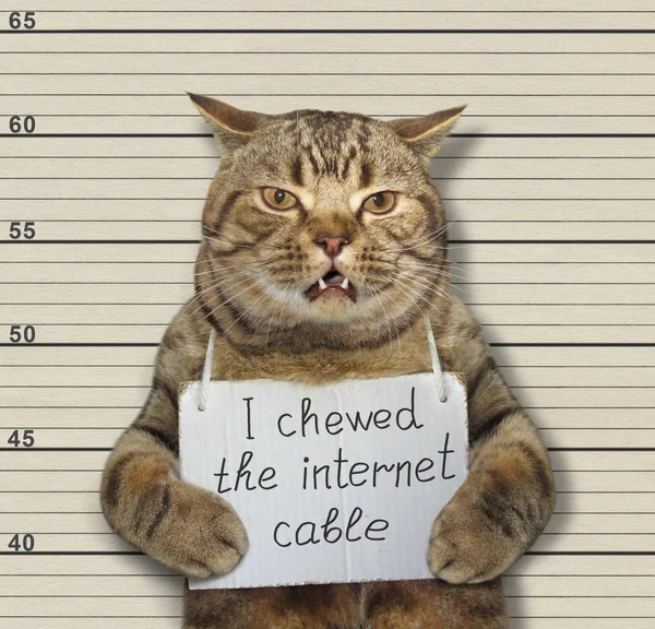 悪い猫は インターネットのケーブルを噛みます 彼はこの罪で警察に逮捕 刑務所に送った — ストック写真