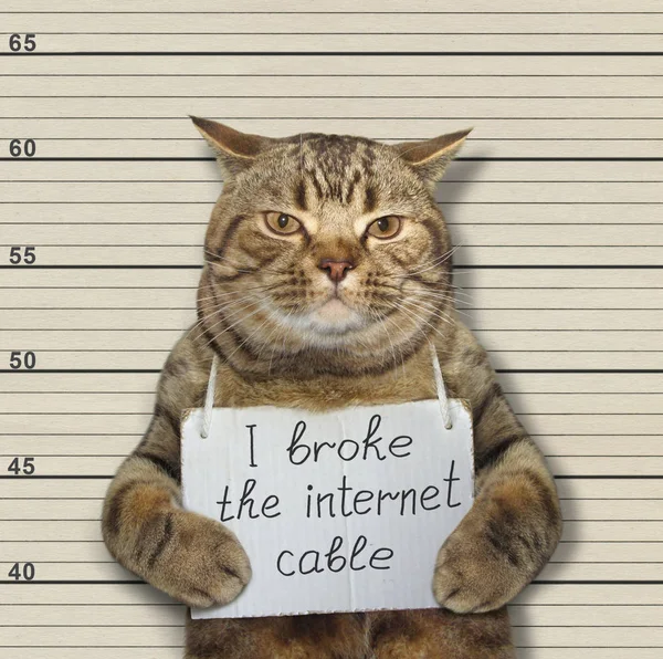 Bad Cat Broke Internet Cable Arrested Police Crime Sent Jail — Stock Photo, Image