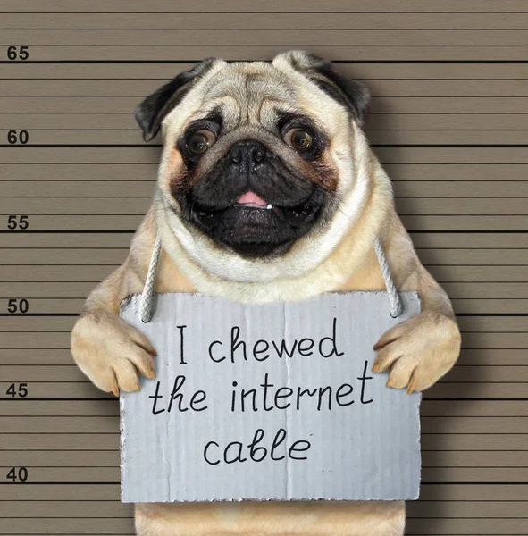 The bad dog chewed the internet cable. He arrested by the police for this crime and sent to prison. Lineup background.