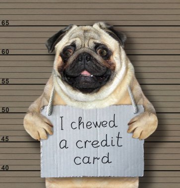 The bad dog chewed a credid card. He arrested by the police for this crime and sent to prison. Lineup background. clipart