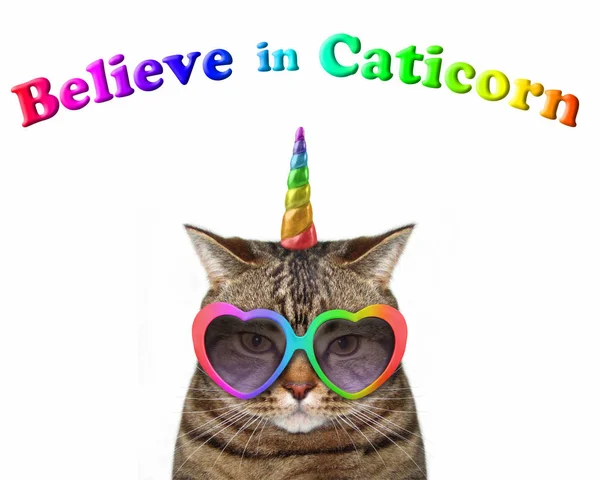 Μονόκερος Γάτα Φοράει Γυαλιά Ηλίου Σχήμα Καρδιάς Χρώμα Πιστεύουν Στην — Φωτογραφία Αρχείου