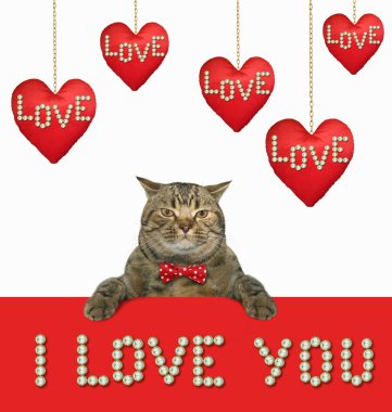 Kedi altın kaplama zincir üzerinde asılı kırmızı bez kalpleri yakın oturuyor. Seni seviyorum. 