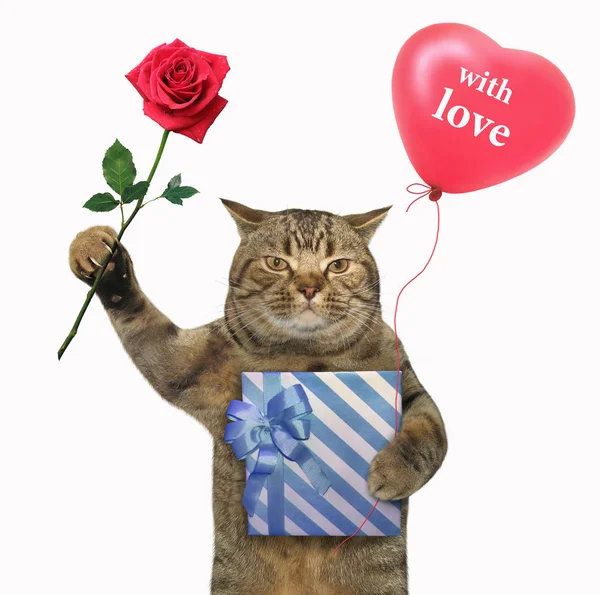 Die Katze Hält Eine Blaue Geschenkbox Eine Rote Rose Und — Stockfoto
