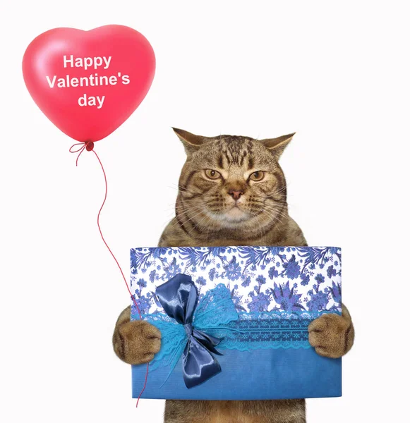 Macskát Tart Egy Kék Díszdobozban Piros Szív Alakú Léggömb Boldog — Stock Fotó