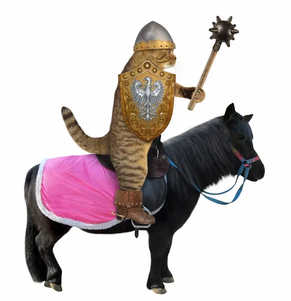 Caballero Gato Casco Sostiene Una Maza Con Pinchos Escudo Con — Foto de Stock