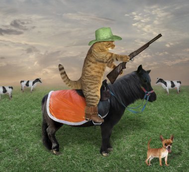 Bir şapka ve bot ile onun köpek kedi kovboy inek sürüsü çiftlik grazes. Silahı var..
