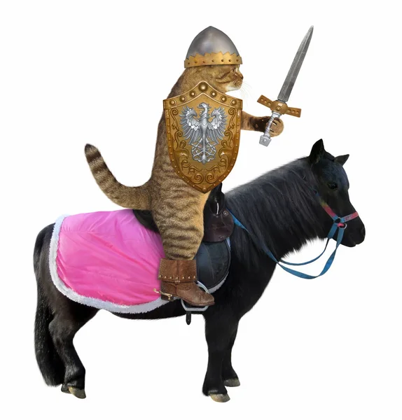Cavaleiro Gato Capacete Mantém Uma Espada Escudo Com Casaco Armas — Fotografia de Stock