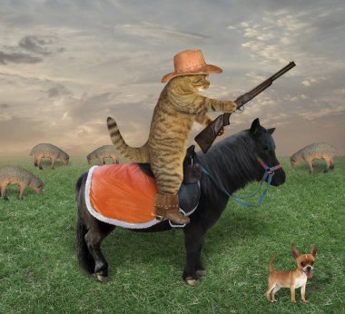 Bir şapka ve bot ile onun köpek kedi kovboy koyun sürüsü çiftlikte grazes. O bir tüfeği var.