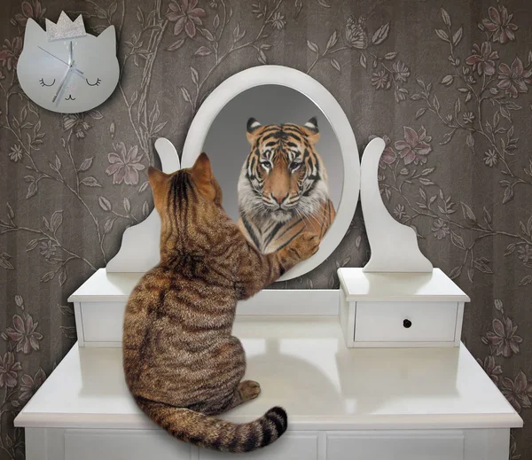 猫は家の鏡で彼の面白い反射を見ています そこにトラが見える — ストック写真