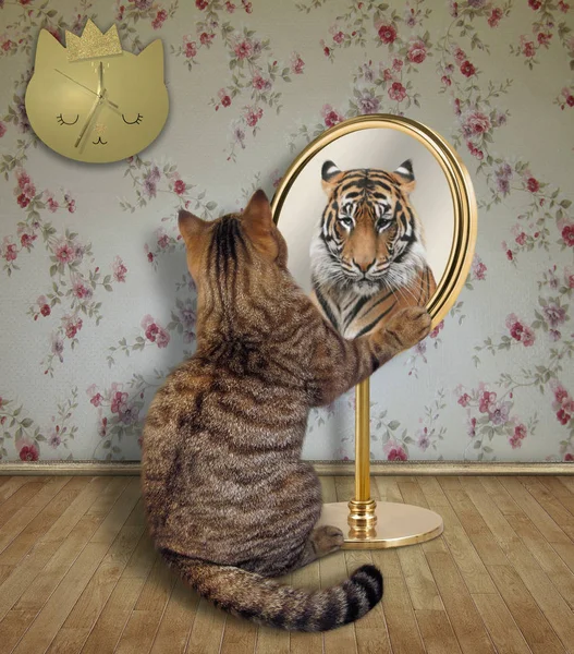 Cat Looking His Funny Reflection Mirror Home Sees Tiger — Stock Photo, Image