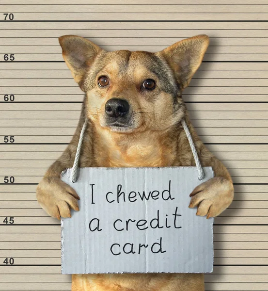 その悪い犬はクレジットカードを噛んだ 彼はこの犯罪で警察に逮捕され 刑務所に送られた ラインナップの背景 — ストック写真