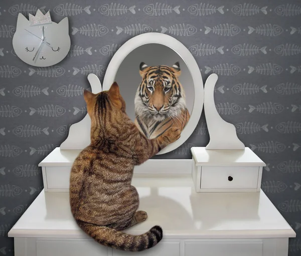 Schaut Die Katze Hause Auf Sein Lustiges Spiegelbild Spiegel Sieht — Stockfoto