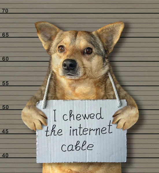 Bad Dog Chewed Internet Cable Arrested Police Crime Sent Prison — Stock Photo, Image