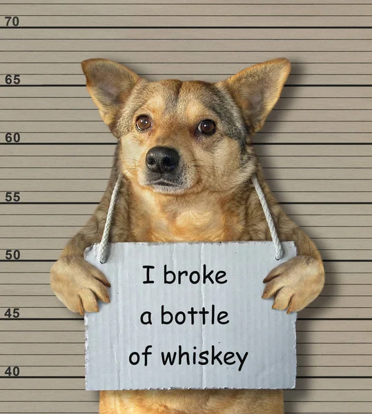 Den Dåliga Hunden Bröt Flaska Whisky Han Greps Polisen För — Stockfoto