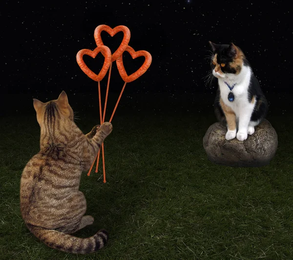 Gato Com Corações Salsicha Congratula Seu Amante Sentado Pedra Dia — Fotografia de Stock