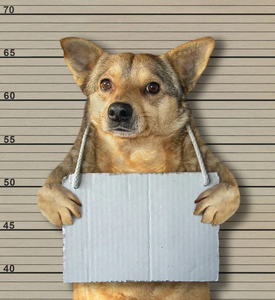 Dog Blank Sign His Neck Prison Lineup Background — Stock Photo, Image