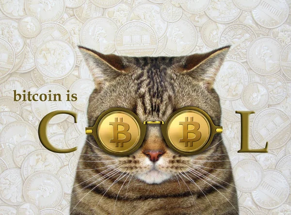 Kočka Sobě Super Bitcoin Zlaté Brýle Peníze Pozadí — Stock fotografie