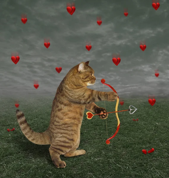 Gato Como Cupido Con Arco Flechas Está Disparando Los Corazones — Foto de Stock