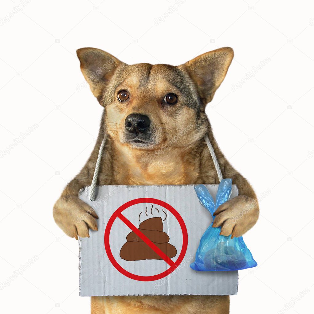 The mongrel dog with a plastic bag and a poster no dog pooping hanging around its neck. Isolated. White background.