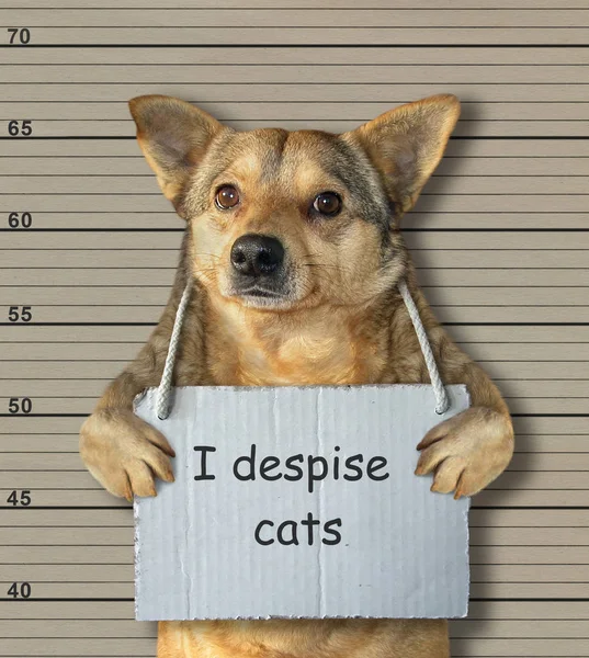 stock image The bad dog despises cats. He arrested by the police for this crime and sent to prison. Lineup background.