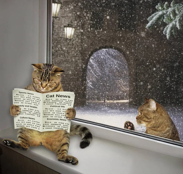 Śmieszne Kot Czyta Gazetę Parapecie Domu Druga Jest Odkryty Jest — Zdjęcie stockowe