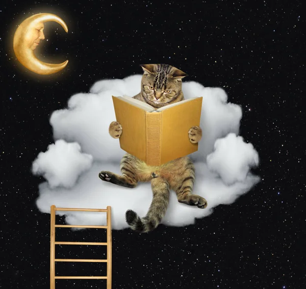 Gato Gracioso Está Leyendo Libro Nube Como Sofá Fondo Estrellas — Foto de Stock